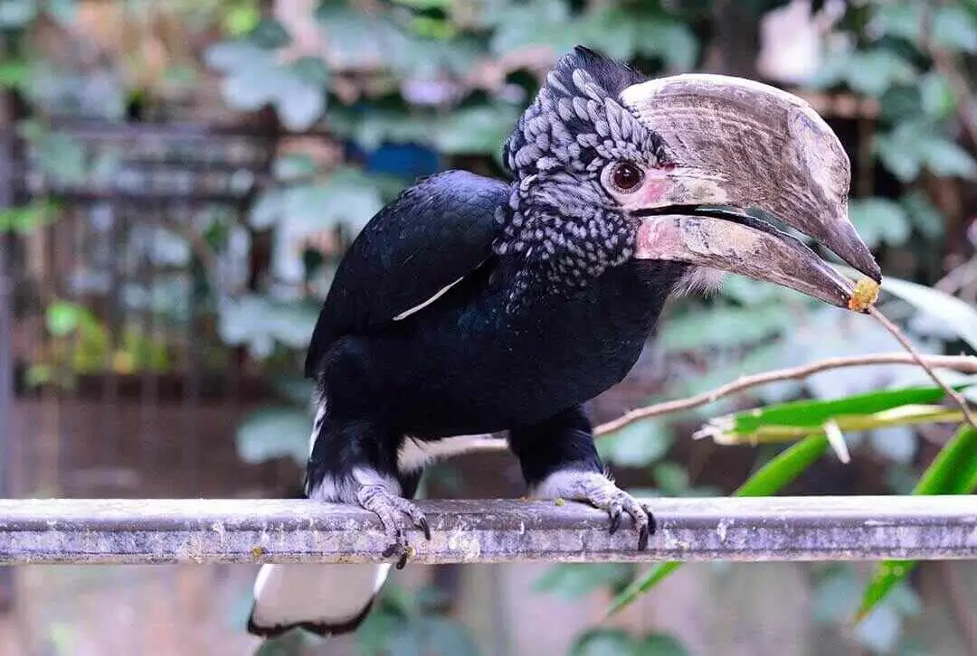 white-casqued Hornbill